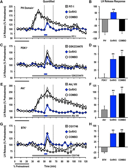 Effects of selective small molecule inhibitors of PtdIns(3,4,5)P3-sensitive (A, B) PH domain interactions (PIT-1; PH−; 100 μM), (C, D) PDK1 (GSK2334470; PDK1−; 3 μM), (E, F) Akt (Akti VIII; Akt−; 10 μM), and (G, H) BTK (CGI1746; BTK−; 1 μM) on basal and GnRH3-stimulated LH release responses. For each panel, LH release profiles are shown on the left (A, C, E, G: gray solid square, inhibitor alone; blue solid diamond, GnRH3 alone; open circle, GnRH3 + inhibitor), and quantified LH release responses are shown on the right (B, D, F, H). Duration of LH release response quantification is indicated by the vertical dotted lines. LH release responses were expressed as a percentage of the pretreatment values (% pretreatment, average of the first 5 perifusion fractions collected; black horizontal bar; 2.54 ± 0.45 ng/mL; n = 8, from 4 independent cell preparations). Pooled responses from experiments with pituitary cells prepared from goldfish in February to August (PIT-1, completed in February to March, time of gonadal recrudescence; GSK2334470, completed in February to April, time of gonadal recrudescence to sexually matured/prespawning; Akti VIII, completed in July to August, time of year with regressed gonads; CGI1746, completed in February, time of gonadal recrudescence) are shown. The gray horizontal bar indicates the duration of the inhibitor treatment, whereas the blue horizontal bar represents the 5-minute GnRH3 (100 nM) exposure. Treatments that were significantly different from one another are identified by different symbols (** vs ‡; analysis of variance followed by Tukey’s honest significant difference multiple comparisons; P < 0.05).