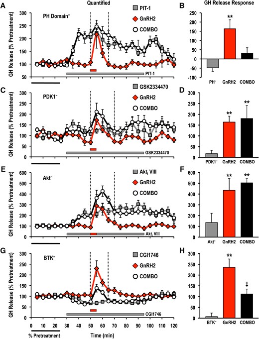 Effects of selective small molecule inhibitors of PtdIns(3,4,5)P3-sensitive (A, B) PH domain interactions (PIT-1; PH−; 100 μM), (C, D) PDK1 (GSK2334470; PDK1−; 3 μM), (E, F) Akt (Akti VIII; Akt−; 10 μM), and (G, H) BTK (CGI1746; BTK−; 1 μM) on basal and GnRH2-stimulated GH release responses. For each panel, GH release profiles are shown on the left (A, C, E, G: gray solid square, inhibitor alone; red solid diamond, GnRH2 alone; open circle, GnRH2 + inhibitor), and quantified GH release responses are shown on the right (B, D, F, H). Duration of GH release response quantification is indicated by the vertical dotted lines. GH release responses were expressed as a percentage of the pretreatment values (% pretreatment, average of the first 5 perifusion fractions collected; black horizontal bar; 5.79 ± 1.39 ng/mL; n = 8, from 4 independent cell preparations). Pooled responses from experiments with pituitary cells prepared from goldfish in February to August (PIT-1, completed in February to March, time of gonadal recrudescence; GSK2334470, completed in February to April, time of gonadal recrudesce to sexually matured/prespawning; Akti VIII, completed in July to August, time of year with regressed gonads; CGI1746, completed in February, time of gonadal recrudescence) are shown. The gray horizontal bar indicates the duration of the inhibitor treatment, whereas the red horizontal bar represents the 5-minute GnRH2 (100 nM) exposure. Treatments that were significantly different from one another are identified by different symbols (** vs ‡; analysis of variance followed by Tukey’s honest significant difference multiple comparisons; P < 0.05).