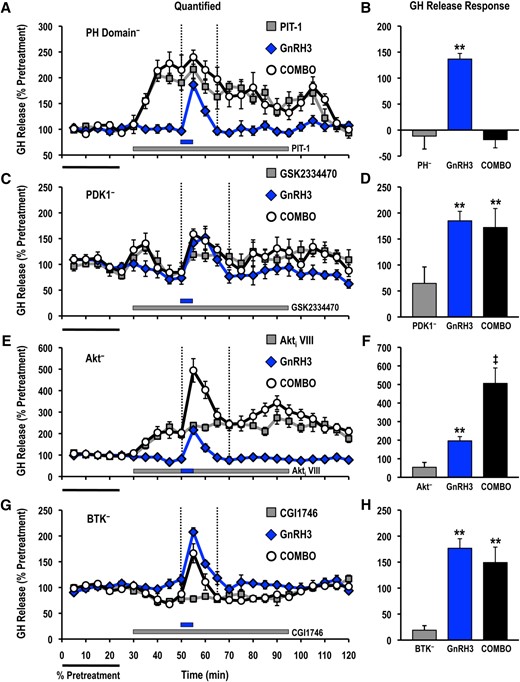 Effects of selective small molecule inhibitors of PtdIns(3,4,5)P3-sensitive (A, B) PH domain interactions (PIT-1; PH−; 100 μM), (C, D) PDK1 (GSK2334470; PDK1−; 3 μM), (E, F) Akt (Akti VIII; Akt−; 10 μM), and (G, H) BTK (CGI1746; BTK−; 1 μM) on basal and GnRH3-stimulated GH release responses. For each panel, GH release profiles are shown on the left (A, C, E, G; gray solid square, inhibitor alone; blue solid diamond, GnRH3 alone; open circle, GnRH3 + inhibitor), and quantified GH release responses are shown on the right (B, D, F, H). Duration of GH release response quantification is indicated by the vertical dotted lines. GH release responses were expressed as a percentage of the pretreatment values (% pretreatment, average of the first 5 perifusion fractions collected; black horizontal bar; 4.69 ± 0.77 ng/mL; n = 8, from 4 independent cell preparations). Pooled responses from experiments with pituitary cells prepared from goldfish in February to August (PIT-1, completed in February to March, time of gonadal recrudescence; GSK2334470, completed in February to April, time of gonadal recrudescence to sexually matured/prespawning; Akti VIII, completed in July to August, time of year with regressed gonads; CGI1746, completed in February, time of gonadal recrudescence) are shown. The gray horizontal bar indicates the duration of the inhibitor treatment, whereas the blue horizontal bar represents the 5-minute GnRH3 (100 nM) exposure. Treatments that were significantly different from one another are identified by different symbols (** vs ‡; analysis of variance followed by Tukey’s honest significant difference multiple comparisons; P < 0.05).