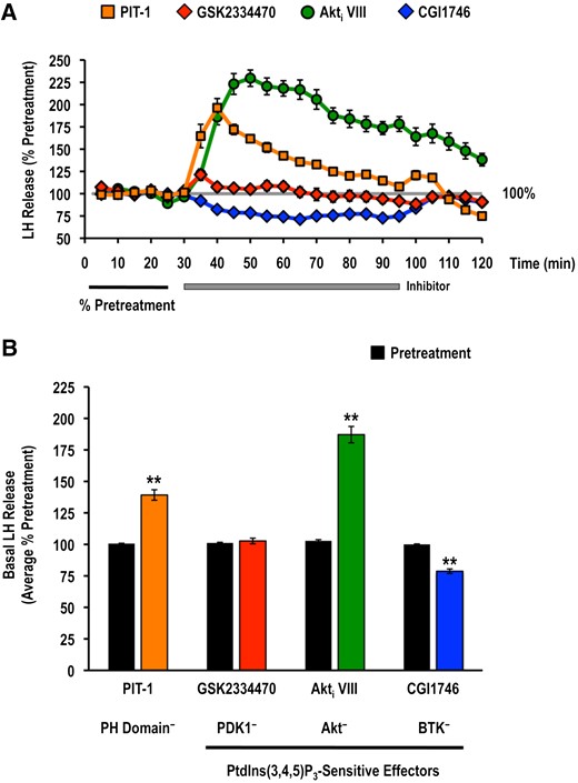 Effects of selective small molecule inhibitors of PtdIns(3,4,5)P3-sensitive (A, B) PH domain interactions (PIT-1; PH−; 100 μM), PDK1 (GSK2334470; PDK1−; 3 μM), Akt (Akti VIII; Akt−; 10 μM), and BTK (CGI1746; BTK−; 1 μM) on basal LH release. LH release profiles are shown in the top panel (A: orange solid square, PIT-1 alone; red solid diamond, GSK2334470 alone; green solid circle, Akti VIII alone; blue solid diamond, CGI1746 alone) and quantified responses are shown on the bottom (B: mean ± standard error of the mean). Basal release prior to inhibitor application (black bars) was quantified as the average percentage of the pretreatment values (average % pretreatment; black horizontal bar) of the first 4 perifusion fractions collected at the beginning of the experimental trial. The inhibitor-alone basal release (colored bars: orange, PIT-1 alone; red, GSK2334470 alone; green, Akti VIII alone; blue, CGI1746 alone) was quantified as the average percentage of the pretreatment values over the entire duration of the inhibitor treatment (30 to 95 minutes; gray horizontal bar; n = 16, from 8 independent cell preparations; results from inhibitor-alone treatment columns in Figs. 4 and 5). Treatments marked with asterisks (**) identify responses that were significantly different from the basal release prior to inhibitor application (paired Student t test; P < 0.05).