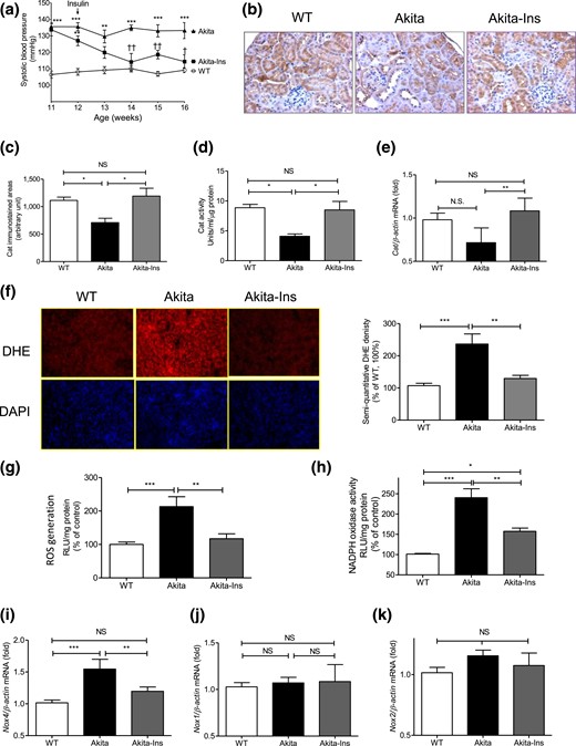 Insulin prevents systemic hypertension and renal oxidative stress in Akita mice. (a) Longitudinal changes in mean SBP (measured 2 to 3 times per mouse per week in the morning without fasting). Baseline SBP was recorded daily over 5 days before initiation of measurements. (b) Cat immunostaining, (c) semiquantitation of Cat-immunostained areas, (d) Cat activity, (e) Cat mRNA level, (f) DHE (red) staining (left panel) and semiquantitation of DHE fluorescence (right panel), (g) ROS generation by lucigenin assay, (h) NADPH oxidase activity, (i) Nox4, (j) Nox1, and (k) Nox2 mRNA expression in freshly isolated RPTs from WT controls, Akita mice, and Akita mice + insulin (Ins) implants. Values are mean ± SEM, n = 8 per group. *P < 0.05; **P < 0.01, and ***P < 0.005, WT vs Akita. ††P < 0.01, Akita vs Akita-Ins. WT controls (open bars); Akita (solid bars), and Akita mice + Ins (gray bars). DAPI, 4′, 6-diamidino-2-phenylindole; NS, not significant; RLU, relative luciferase unit.