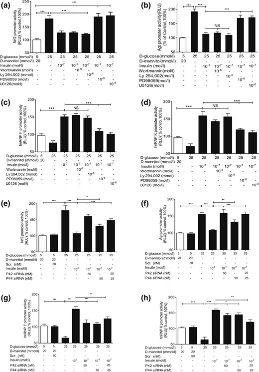Insulin effect on Nrf2, Agt, hnRNP F, and hnRNP K gene promoter activity in IRPTCs. Cells stably transfected with (a) pGL4.20-Nrf2, (b) pGL4.20-Agt, (c) pGL4.20-hnRNP F, or (d) pGL4.20-hnRNP K gene promoter were incubated in NG or HG DMEM ± insulin for 24 hours with or without wortmannin, Ly-294, 002, PD98059, or U0126 or transiently transfected with p42 MAPK or p44 MAPK siRNA (e–h). Luciferase activity in cells cultured in NG medium was considered as 100%. The results are expressed as percentage of control (mean ± SEM, n = 3). *P < 0.05; **P < 0.01; ***P < 0.005. Similar results were obtained in two separate experiments. NS, not significant; RLU, relative luciferase unit.