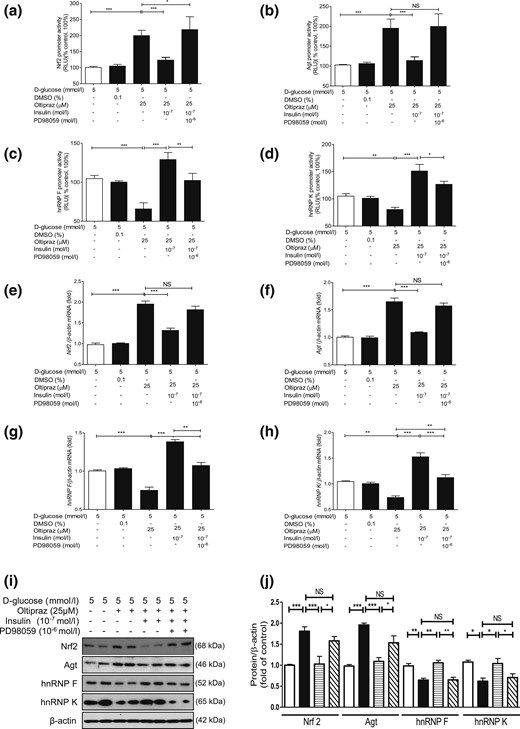 Oltipraz effect on Agt, Nrf2, hnRNP F, and hnRNP K gene expression in IRPTCs. Effect of oltipraz on promoter activity of (a) Nrf2, (b) Agt, (c) hnRNP F, and (d) hnRNP K genes and their respective mRNA (e–h) and protein (i and j) levels in IRPTCs incubated in NG or HG medium ± insulin with or without PD98059. Promoter activity, mRNA, and protein levels in cells in NG medium are considered as 100% or arbitrary unit 1, respectively. The results are reported as percentages of control values (mean ± SEM, n = 3). *P < 0.05; **P < 0.01; ***P < 0.005. Similar results were obtained in three separate experiments. Control IRPTCs in NG (open bars), IRPTCs treated with oltipraz (solid black bars), IRPTCs treated with oltipraz + Ins (horizontal striped bars), and IRPTCs treated with oltipraz + insulin + PD98059 (diagonal striped bars). DMSO, dimethyl sulfoxide; NS, not significant; RLU, relative luciferase unit.