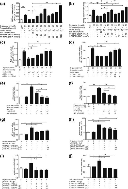 SiRNA of hnRNP F/K or Nrf2 and hnRNP F/K cDNA affect Nrf2 and Agt gene promoter activity in IRPTCs. Effect of hnRNP F siRNA or hnRNP K siRNA or a combination of both on (a) promoter activity and (b) mRNA expression of Nrf2 in IRPTCs incubated in NG or HG medium ± insulin. Effect of transfection of Nrf2 cDNA (c and d) and Nrf2 siRNA (e and f) on Nrf2 and Agt promoter activity and their respective Nrf2 and Agt mRNA levels (g–j) in IRPTCs. Promoter activity and mRNA levels in cells incubated in NG medium are expressed as 100% or arbitrary unit 1, respectively. Each point represents the mean ± SEM (n = 3) assayed in duplicate. *P < 0.05; **P < 0.01; ***P < 0.005. Similar results were obtained in two to three separate experiments. NS, not significant; RLU, relative luciferase unit.