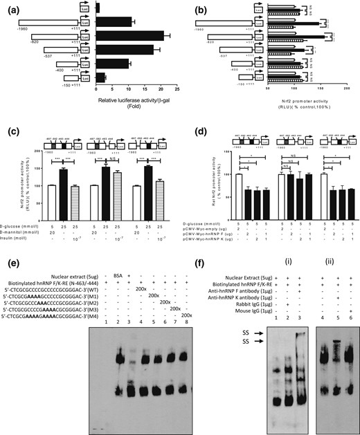 Identification of hnRNP F/K-RE or putative IRE in the Nrf2 gene promoter. Luciferase (Luc) activity of plasmids containing various lengths of Nrf2 gene promoter in (a) NG medium or (b) HG medium ± insulin in IRPTCs. Luciferase activities were normalized by cotransfecting the vector, pRc/RSV plasmid (Invitrogen, Inc.) containing beta-galactosidase cDNA. Control IRPTCs in NG (open bars), IRPTCs in HG (solid black bars), and IRPTCs treated with Ins in HG (horizontal striped bars). (c) Activity of 1 μg of the full-length Nrf2 gene promoter ± deletion of distal putative IRE (N-607 to N-592; 5′-ggggcccgggctccc-3′) or proximal putative IRE (N-463 to N-444 (5′-cgcgccccgcccccgcggga-3″) in IRPTCs in NG medium. (d) Activity of 1 μg of the full-length Nrf2 gene promoter with or without deletion of distal putative IRE or proximal putative IRE transfected with hnRNP F or hnRNP K cDNA or a combination of both in IRPTCs in NG medium. Values are mean ± SEM, n = 3. All experiments were repeated twice. (*P < 0.05; **P < 0.01; ***P < 0.005). (e) EMSA of putative biotinylated proximal IRE with RPTC nuclear proteins with or without excess unlabeled proximal WT IRE or mutated IRE. (f) Supershift EMSA. (i) Rabbit anti–hnRNP F or rabbit IgG and (ii) mouse anti–hnRNP K or mouse IgG was added to the reaction mixture and incubated for 30 minutes on ice before incubation with biotinylated probe. The results are representative of three independent experiments. NS, not significant; RLU, relative luciferase unit; SS, supershift band.
