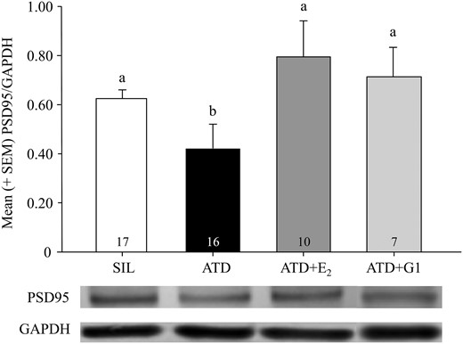 Mean (+SEM) PSD95/GAPDH band intensity from microdissected hippocampal tissue of birds in each of the treatment conditions, as well as representative bands (PSD95 80 kD, GAPDH 36 kD) from the membranes. PSD95/GAPDH levels were significantly lower in animals treated with ATD relative to SIL, ATD+E2, and ATD+G1 birds, and the levels in these latter 3 groups did not significantly differ from each other. Groups that do not share a letter are statistically different (P < 0.05), and number of animals per group is indicated. SEM, standard error of the mean.