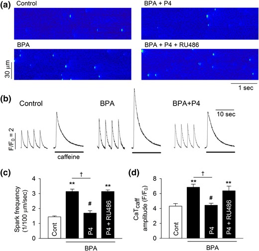 P4 inhibits BPA-induced alterations of Ca2+ handling in female rat ventricular myocytes. (a) Representative images of Ca2+ sparks in quiescent myocytes under control, BPA, BPA + P4, or BPA + P4 + RU486 (1 μM). (b) Representative Ca2+ transients elicited by caffeine after field stimulation under various treatments. The amplitudes of caffeine-induced Ca2+ transients are indications of SR Ca2+ load. (c) Mean Ca2+ sparks frequency in myocytes under various treatments (n = 7 to 9 myocytes from four hearts). (d) Caffeine-induced Ca2+ transients amplitude (CaTcaff) in myocytes under various treatments (n = 8 to 10 myocytes from four hearts). BPA and P4 at 1 nM for all experiments. **P < 0.01; #P > 0.1 versus control; †P < 0.01 (one-way analysis of variance). Error bars are standard error of the mean.