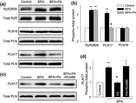 P4 abolishes BPA-induced increase in the phosphorylation of PLN17 in female rat ventricular myocytes. (a and b) Representative immunoblot and quantification of phosphorylated RyR at serine 2808 (RyR2808) and phosphorylated PLN at serine 16 (PLN16) or threonine 17 (PLN17) and total RyR and PLN under control, BPA, and BPA + P4 (n = 3 hearts). (c and d) Representative immunoblot and quantification of PLN17 phosphorylation and total PLN under control and indicated treatments (n = 4 hearts). BPA and P4 = 1 nM; RU486 = 1 μM for all experiments. All values were normalized to control. *P < 0.05; **P < 0.01; #P > 0.1 versus control (one-way analysis of variance). Error bars are standard error of the mean.