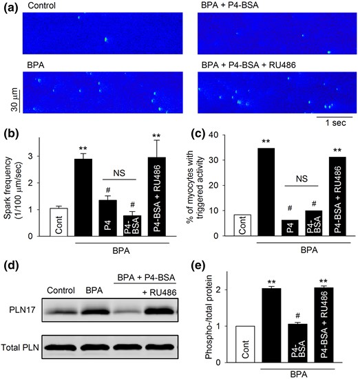 Effect of P4-BSA on BPA-induced alterations of Ca2+ handling and PLN17 phosphorylation in female rat ventricular myocytes. (a) Representative recordings of Ca2+ sparks in quiescent myocytes under control and various treatments as indicated. (b) Mean Ca2+ sparks frequency under various treatments (n = 8 to 9 myocytes from four hearts). (c) Percentages of myocytes with triggered activities under various treatments (n = 35 to 45 myocytes from four hearts). (d and e) Representative immunoblot and quantification of PLN17 phosphorylation and total PLN under control and indicated treatments. All values were normalized to control (n = 3 hearts). BPA, P4, and P4-BSA = 1 nM; RU486 = 1 μM for all experiments. **P < 0.01; #P > 0.1 versus control (one-way analysis of variance or χ2 test). NS, not significant. Error bars are standard error of the mean.