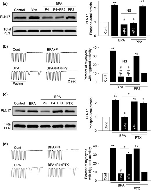 Gi, but not cSrc, mediates P4’s inhibition of the rapid actions of BPA in female rat ventricular myocytes. (a) Representative immunoblot and quantification of PLN17 phosphorylation and total PLN under control, BPA, and BPA in the presence of P4, P4 + 1 μM PP2, or PP2. (b) Representative recordings and percentages of myocytes with triggered activities under various treatments (n = 32 to 47 myocytes from four hearts). (c) Representative immunoblot and quantification of PLN17 phosphorylation and total PLN under control, BPA, and BPA in presence of P4, P4 + 200 ng/mL PTX, or PTX. (d) Representative recordings and percentages of myocytes with triggered activities under various treatments (n = 30 to 42 myocytes from four hearts). BPA and P4 = 1 nM for all experiments. *P < 0.05; **P < 0.01; #P > 0.1 versus control; †P < 0.01 (χ2 test). NS, not significant.