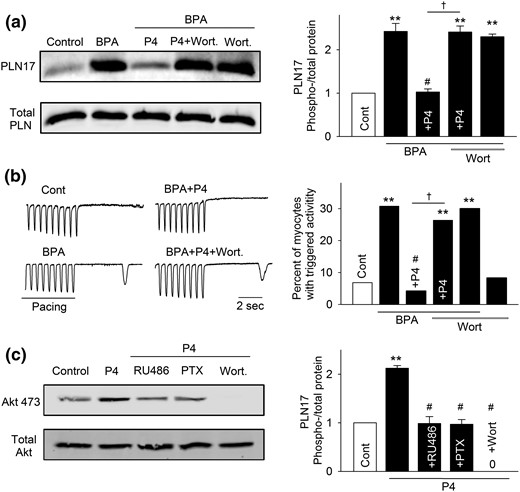 PI3K activation is involved in P4 and nPR signaling in female rat ventricular myocytes. (a) Representative immunoblot and quantification of PLN17 phosphorylation and total PLN under control (Cont), BPA, and BPA in the presence of P4, P4 + 1 μm wortmannin (Wort), or Wort. (b) Representative recordings and percentages of myocytes with triggered activities under various treatments (n = 32 to 46 myocytes from four hearts). (c) Representative immunoblot and quantification of Akt473 phosphorylation and total Akt under control, P4, and P4 in the presence of RU486, PTX, or Wort. For all experiments, the concentrations of treatments are as follows: BPA and P4 = 1 nM; RU486 and Wort = 1 μM; PTX = 200 ng/mL. **P < 0.01; #P > 0.1 versus control; †P < 0.01 (χ2 test).