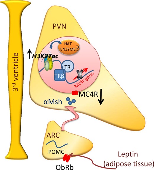 Schematic illustration of the proposed thyroid hormone regulation of Mc4r mRNA levels in offspring of HFD dams. Offspring of HFD dams presented with lower POMC (6) and greater plasma T3 concentrations. On reaching the PVN, T3 is transported into the neurons, inducing the association of its receptor to the Mc4r promoter. This association is accompanied by upregulation of H3K27ac and is involved in the downregulation of Mc4r mRNA levels in the offspring of obese dams. ARC, arcuate nucleus; HAT, histone acetyltransferase; αMsh, α-melanocyte–stimulating hormone.