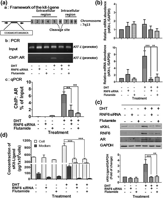 DHT increases GC AR–Kit-L promoter binding and sKit-L expression, with the latter response being sensitive to downregulation of AR or RNF6. (a) GCs were treated with flutamide or transfected with RNF6 siRNA (scramble siRNA as control as described in Fig. 4) and then treated with DHT (1 µm, 24 hours). (a) AR binding to the KIT-L promoter of the rat KIT-L gene; the predicted AR sequence was located at the promoter region from −1 to −3000 upstream, and the amplicon targeting AR bound Kit-ligand was designed in region of −179 and −36 bp where ARE consensus binding (–CCA GAA CAT CAA GAA CA–) is located. (b) Chromatin immunoprecipitation (ChIP) assay: GCs were cross-linked, sonicated, and subjected to ChIP with anti-AR antibody. Precipitated DNA was visualized on agarose gel and (c) analyzed by quantitative PCR (qPCR). The data are presented as the percentage change in the immunoprecipitated PCR products normalized based on the input PCR (as 100%). Results are expressed as means ± standard error of the mean (SEM) (n = 3) and analyzed by two-way ANOVA and Bonferroni post hoc test. **P < 0.01***; P < 0.001 versus DHT. (b) mRNA abundance of sKit-L and mKit-L in GCs was analyzed by quantitative PCR and normalized to glyceraldehyde 3-phosphate dehydrogenase. Results are expressed as means ± SEM (n = 3) and analyzed by two-way ANOVA and Bonferroni post hoc test. **P < 0.01; ***P < 0.001 versus DHT. (c) sKit-L contents of GCs were analyzed by Western blot, expressed as means ± SEM (n = 3), and analyzed by two-way ANOVA and Bonferroni post hoc test. **P < 0.01; ***P < 0.001 versus DHT. (d) Concentration of sKit-L in GCs and spent media were analyzed by ELISA, presented as means ± SEM (n = 3) of sKit-L in pg/106 cells, and analyzed by two-way ANOVA and Bonferroni post hoc test. **P < 0.01; ***P < 0.001 versus DHT. GAPDH, glyceraldehyde 3-phosphate dehydrogenase.
