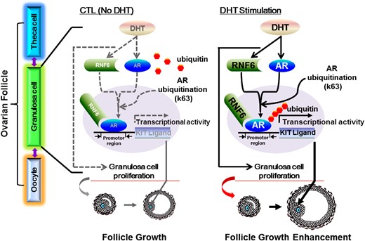 A hypothetical model for RNF6 as a mediator of androgen-induced GC proliferation and preantral follicle growth. Androgen upregulates RNF6 and AR expression, increasing RNF6-mediated, site-specific AR polyubiquitination and AR transcriptional activity for sKit-L expression. sKit-L increases proliferation and suppresses apoptosis of GCs and promotes preantral follicular development.