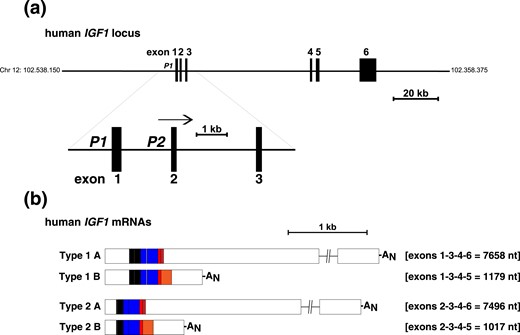 Organization of the human IGF1 gene and mRNAs. (a) Schematic of the human IGF1 locus with chromosomal coordinates. Exons are pictured as boxes, and introns and flanking DNA as horizontal lines. The enlargement below the main map illustrates the two IGF1 promoters, P1 and P2, and exons 1 to 3. The horizontal arrow indicates the direction of gene transcription. (b) Diagram of the four classes of human IGF1 mRNAs. Type 1 contains exon 1 (transcribed by IGF1 promoter 1), and type 2 encodes exon 2 (transcribed by promoter 2). The letters A and B represent transcripts that contain alternatively processed exon 6 or 5, respectively. The average length of each mRNA class is indicated in nucleotides (nt). AN represents the polyadenylic acid tail at the 3′ end of mRNAs.
