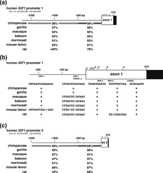 Comparison of IGF1 gene promoters. (a) Schematic of human IGF1 gene promoter 1 and exon 1. Bent arrows indicate transcription start sites in exon 1, and the location of the ATG codon is labeled. Coding DNA is in black and noncoding DNA is in white. Chromosomal coordinates for the promoter are listed. Below the map, percentage identities with human IGF1 are shown for different species for the proximal 500 and distal 1194 bp, respectively, as indicated by shading. (b) Schematic of proximal human IGF1 gene promoter 1 and exon 1, labeled as in (a), with the relative frequency of transcription start site usage depicted by the height of each bent arrow. Below the map the presence of identical sites in different species is indicated by + for HNF-1, C/EBPα/β, HNF-3, and C/EBPδ, and altered nucleotides in modified sites are shaded gray. (c) Schematic of human IGF1 gene promoter 2 and exon 2, labeled as in (a). Chromosomal coordinates for the promoter are listed. Below the map, percentage identities with human IGF1 are shown for different species for the proximal 500 and distal 956 bp, respectively, as indicated by shading.