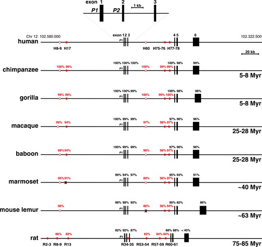 Comparison of IGF1 genes. Schematics of human IGF1, other primate IGF1, and rat Igf1 genes and loci are shown. Chromosomal coordinates for human IGF1 are indicated. Nucleotide identities with human binding sites for STAT5b (circles) are depicted in red, and identities with human IGF1 exons in black. Filled circles represent sites shown to bind Stat5b in human IGF1 or rat Igf1 chromatin; open circles represent sites that have not been confirmed experimentally. Below each map at the lower right are the evolutionary distances from humans for each species (Myr, 1 million years). H8–9, H17, H60, H75–76, H77–78, nomenclature for human STAT5b sites (49); P1, promoter 1; P2, promoter 2; R2–3, R8–9, R13, R34–35, R53–54, R57–59, R60–61, nomenclature for rat STAT5b sites (27). At the marmoset site analogous to H17 and the mouse lemur site analogous to H60 the absence of intact STAT5b binding sequences are each depicted by an X.