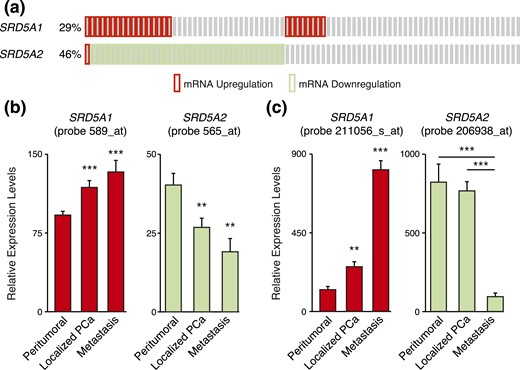 Differential expression of SRD5A1 and SRD5A2 during PCa progression. (a) Change in SRD5A1 and SRD5A2 expression levels in PCa tumors from data obtained from Taylor et al. (23). (b) Relative expression levels of SRD5A1 and SRD5A2 in normal adjacent prostate tissue, prostate tumor tissue, and metastatic PCa from data obtained by Chandran et al. (19). (c) Relative expression levels of SRD5A1 and SRD5A2 in benign prostate tissue, clinically localized PCa, and metastatic PCa from data obtained by Varambally et al. (18). *P < 0.05, **P < 0.01, and ***P < 0.001 by Student t test.