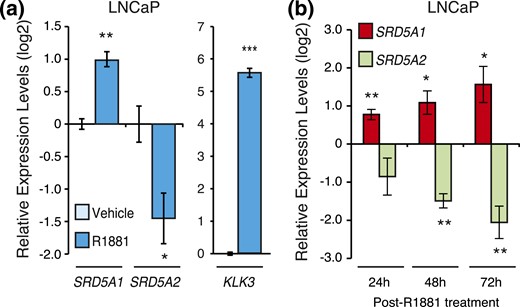 Androgens regulate SRD5A gene expression in LNCaP cells. (a) Relative mRNA expression levels of SRD5A1 and SRD5A2 genes in LNCaP cells following a 24-hour treatment with R1881 or vehicle. KLK3 is shown as a positive control. Control cells treated with vehicle were set at 0. Results are shown as the mean ± SEM of three independent experiments performed at least in duplicate. (b) Transcript levels of SRD5A1 and SRD5A2 following R1881 or vehicle treatment in LNCaP cells. *P < 0.05, **P < 0.01, and ***P < 0.001.