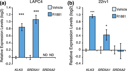 AR activation regulates SRD5A1 expression in 22rv1 and LAPC4 cells. Relative mRNA expression levels of KLK3 and SRD5A1 in LAPC4 cells (a) and KLK3, SRD5A1, and SRD5A2 in 22rv1 (b) cells following a 24-hour treatment with R1881 or vehicle. Control cells treated with vehicle were set at 0. Results are shown as the mean ± SEM of three independent experiments performed at least in duplicate. *P < 0.05 and ***P < 0.001. ND, expression not detected.
