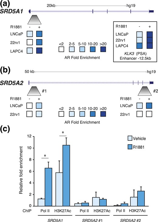 SRD5A1 and SRD5A2 are direct AR target genes in PCa cells. ChIP-qPCR analysis of AR binding following treatment with R1881 at one genomic region in SRD5A1 (a) and two genomic regions in SRD5A2 (b) in LNCaP, 22rv1, and LAPC4 cells (n = 3). Inset: AR recruitment at the −12.5-kb enhancer of KLK3. (c) Relative enrichment RNA polymerase II (pol II) and H3K27Ac at the AR binding sites identified in SRD5A1 and SRD5A2 in LNCaP cells. *P < 0.05.