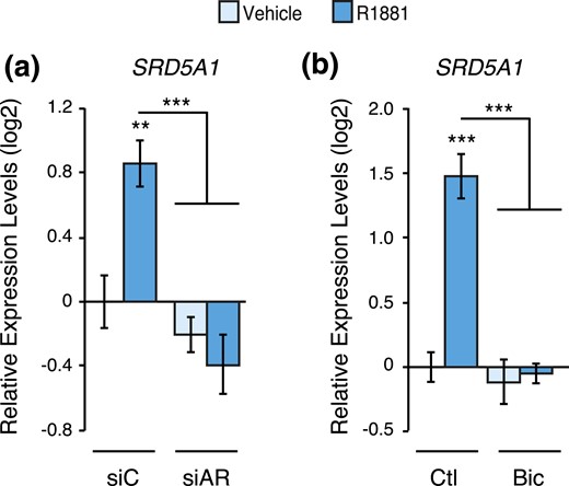 Genetic and pharmacological inhibition of AR blocks SRD5A1 gene modulation by androgens. Relative mRNA expression levels of SRD5A1 in LNCaP cells following a 48-hour treatment with R1881 or vehicle following AR knockdown by siRNAs (a) or inhibition by bicalutamide (b). Results are shown as the mean ± SEM of two independent experiments performed in triplicate. Control cells treated with vehicle were set at 0. **P < 0.01 and ***P < 0.001.