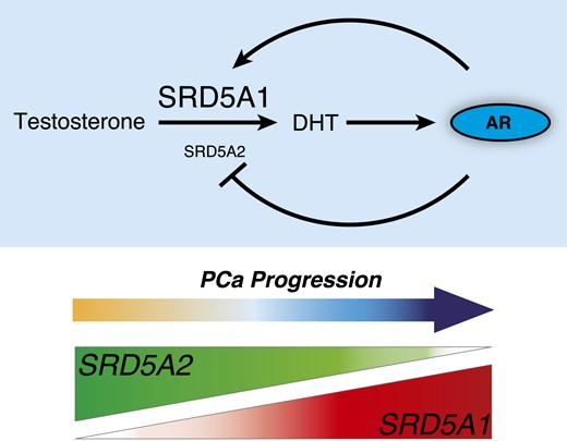 AR transcriptional control of SRD5A1 induces a positive feedback loop activating the androgen signaling pathway in prostate cancer. AR controls a transcriptional regulatory switch that promotes SRD5A1 over SRD5A2 in prostate cancer cells. In return, overexpression of SRD5A1 will promote DHT synthesis and, therefore, AR hyperactivation.