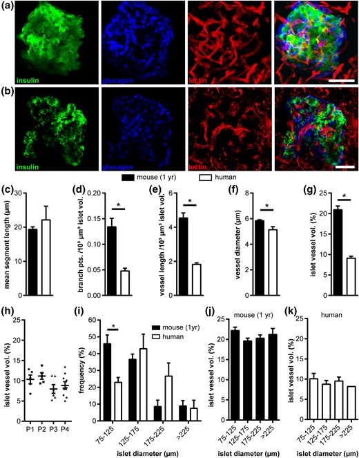 Vascular network of human and mouse islets in situ. (a,b) Fluorescence images of (a) a mouse and (b) a human islet within pancreas tissue slices. Images show maximum intensity projections (MIPs) of staining for insulin (green), glucagon (blue), and blood vessels (red), as well as a merged MIP. (c–k) In situ islet vessel network analysis of a 1-year-old mouse and adult human samples: (c) mean vessel segment length, (d) normalized number of branch points, (e) normalized vessel length, (f) mean vessel diameter, and (g) mean islet vessel volume fraction. (h) Islet vessel volume fraction of patients who underwent partial pancreatectomy. (i–k) Effect of islet size on vascular fraction: (i) distribution of human and mouse islet size in pancreas tissue slices, (j) vessel volume fractions for mouse, and (k) human islets grouped by islet size. Values are given as mean ± SEM for 10 mice (n = 97 islets; 9.7 ± 0.7 islets per mouse) and 4 humans (n = 25 islets; 6.25 ± 1.25 islets per donor). *P < 0.05. Scale bars = 50 μm. pts., points; vol., volume.