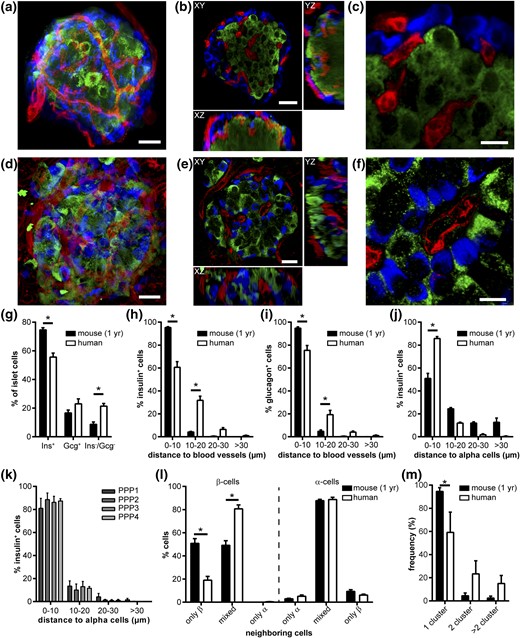 Spatial distribution of endocrine cells and vessels in adult human and 1-year-old mouse islets in situ. (a–f) Images of (a–c) a mouse and (d–f) human islet within pancreas tissue slices. Images show (a, d) an MIP; (b, e) optical sections within an islet in XY (top), YZ (right), and XZ (below); and (c, f) a magnified view of an optical section stained for insulin (green), glucagon (blue), and blood vessels (red). (g) Compositional analysis of Ins+, Gcg+, and Ins−/Gcg− cell volumes in mouse and human islets in situ. (h) Distribution of Ins+ cell nuclei and (i) Gcg+ cell nuclei minimum distance to blood-vessel surface in mouse and human islets in situ. (j) Distribution of Ins+ cell nuclei minimum distance to Gcg+ cell surface in mouse and human islets in situ. (k) Human Ins+–Gcg+ cell distances grouped by donor patient. (l) Distribution of neighboring cell configuration for Ins+ cells and Gcg+ cells in mouse and human islets in situ. (m) Frequency of cluster number within single islets of mouse and human islets in situ. Values are given as mean ± SEM for 10 mice (n = 97 islets; 9.7 ± 0.7 islets per mouse) and 4 humans (n = 25 islets; 6.25 ± 1.25 islets per donor). *P < 0.05. Scale bars = 20 µm (a,b,d,e) and 10 µm (c,f). Ins, insulin; Gcg, glucagon; PPP, patient who underwent partial pancreatectomy.