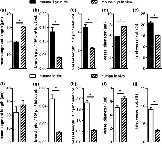 Comparison of 1-year-old mouse and adult human islet vascular network in situ and after transplantation in vivo. (a–j) Vascular network parameters in situ and after transplantation into the AC of mice in vivo for (a–e) mouse and (f–j) human islets. Values are given as mean ± SEM. *P < 0.05.