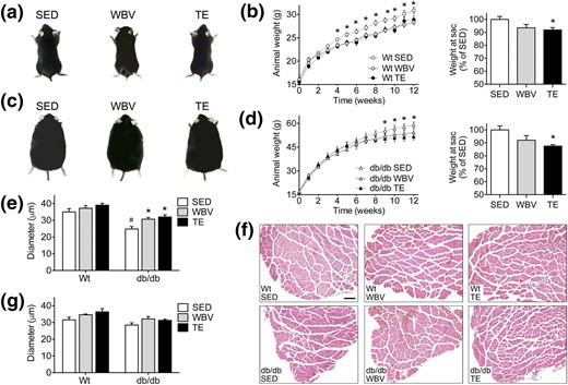 Musculoskeletal loading reduces weight gain and attenuates muscle atrophy in db/db mice. (a) Representative images of WT gross morphology after 3 months of SED conditions, WBV, or TE. (b) Both interventions reduced weight gain in WT mice (left), and analysis of body weight at euthanasia relative to WT SED mice revealed statistically significant reductions after exercise (right). (c) Representative images of db/db morphology after 3 months of each intervention. (d) Exercise and WBV reduced weight gain over the final month of the experiment in db/db mice (left), and TE significantly reduced body weight relative to db/db SED mice at euthanasia (right). (e) Exercise and WBV prevent muscle fiber atrophy in the EDL of db/db mice. (f) Micrographs show representative images of H&E staining in EDL samples from the indicated groups. Scale bar = 100 µm. (g) There was no significant effect of TE or WBV on muscle fiber diameter in the soleus. For graphs, bars and symbols represent the average of (n = 6 to 8) mice in the indicated conditions, and hashtags denote the effect of genotype following 2 × 3 ANOVA with statistical significance at P < 0.05. Asterisks indicate significant differences relative to matched-genotype SED mice following repeated-measures ANOVA (b, d) or one-way ANOVA with Bonferroni-corrected post hoc comparisons (e, g).