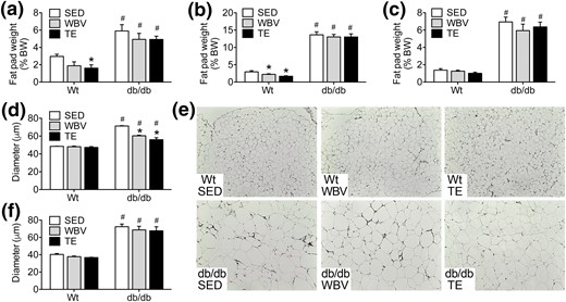 TE and WBV comparably attenuate adipocyte hypertrophy in visceral fat from db/db mice. (a) db/db mice exhibit significantly greater visceral adiposity than WT mice based on increases in the weight of the retroperitoneal fat pads after dissection and normalization to body weight (BW) at euthanasia. (b) db/db mice also exhibit increases in subcutaneous adiposity relative to WT mice based on the ratio of inguinal fat pad weights to body weight. (c) The proportional weight of intrascapular brown fat was also greater in db/db mice relative to WT mice. (d) TE or WBV reduced adipocyte diameter in retroperitoneal fat relative to SED db/db mice. (e) Micrographs show representative H&E staining of retroperitoneal fat from mice in the indicated conditions. Scale bar = 200 µm. (f) Adipocyte hypertrophy in subcutaneous fat was unaffected by TE or WBV in db/db mice. For graphs, bars represent the average of (n = 6 to 8) mice in the indicated conditions, and hashtags denote the effect of genotype following 2 × 3 ANOVA with statistical significance at P < 0.05. Asterisks indicate significant differences relative to matched-genotype SED mice following one-way ANOVA with Bonferroni-corrected post hoc comparisons.