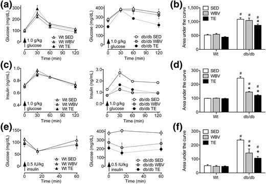 Partial reinstatement of glycemic control and recovery of insulin sensitivity following exercise or WBV in db/db mice. (a) Left graph shows fasting glucose levels and responses to IP glucose administration in WT mice exposed to TE, WBV, or SED conditions. Right graph shows fasting glucose and responses to IPGTT in db/db mice. (b) Bars represent group averages for the AUC, which was computed using serum glucose values taken before and at intervals after IP glucose challenge. Exercise reduces the AUC in db/db mice relative to db/db SED mice, indicative of enhanced glucose clearance. (c) Left graph shows fasting insulin levels and insulin responses to IP glucose in WT mice, and right graph shows measures from db/db mice in the indicated conditions. (d) In db/db mice, exercise and WBV reduced AUC values derived from insulin responses to glucose challenge. Reductions in AUC relative to db/db SED mice are indicative of enhanced pancreatic sensitivity to glucose after musculoskeletal loading. (e) Left graph shows serum glucose levels before and after IP insulin administration in WT mice, and right graph shows these measures for the indicated groups of db/db mice. (f) Comparison of the AUC from glucose responses to insulin challenge revealed that exercise and WBV partially restored insulin sensitivity in db/db mice relative to db/db SED mice. Although all groups of db/db mice were insulin resistant relative to WT mice, the reductions observed following exercise and WBV suggest enhancement of insulin sensitivity. For graphs, bars and symbols represent the average of (n= 6 to 8) mice in the indicated conditions, and hashtags denote the effect of genotype following 2 × 3 ANOVA with statistical significance at P < 0.05. Asterisks indicate significant differences relative to matched-genotype SED mice following one-way ANOVA with Bonferroni-corrected post hoc comparisons.