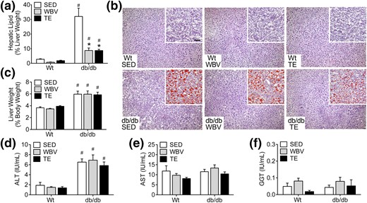 Musculoskeletal loading decreases hepatic lipid content in db/db mice. (a) Three months of daily TE or WBV reduced hepatic lipid content in db/db mice relative to SED db/db mice. (b) Similar effects were observed in liver cryosections stained with H&E (micrographs) or Oil Red O with hematoxylin counterstaining (inset). (c) db/db mice exhibit liver hypertrophy based on analysis of hepatic weight relative to body weight at euthanasia. (d) db/db mice also had higher circulating concentrations of ALT relative to WT mice. (e) There was no effect of genotype or intervention on levels of AST in serum samples. (f) There was no effect of genotype or intervention on levels of GGT. For graphs, bars represent the average of (n = 6 to 8) mice in the indicated conditions, and hashtags denote the effect of genotype following 2 × 3 ANOVA with statistical significance at P < 0.05. Asterisks indicate significant differences relative to matched-genotype SED mice following one-way ANOVA with Bonferroni-corrected post hoc comparisons.
