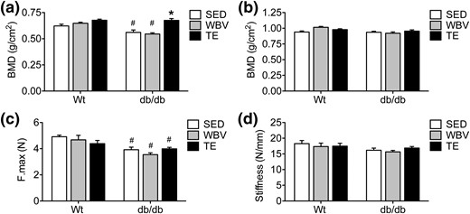 Exercise and WBV enhance cortical BMD in db/db mice. (a) Three months of daily TE increased BMD at the femoral neck in db/db mice. (b) The effects of genotype were regionally differentiated along the length of the femur, as BMD at the femoral middiaphysis was similar between WT and db/db mice. (c) Biomechanical analysis of ultimate load (F.Max) in the radius revealed reductions in bone strength in db/db mice. (d) There were no effects of genotype or musculoskeletal loading on stiffness (N/mm) following biomechanical testing in the radius. For graphs, bars represent the average of (n = 6 to 8) mice in the indicated conditions, and hashtags denote the effect of genotype following 2 × 3 ANOVA with statistical significance at P < 0.05. Asterisks indicate significant differences relative to matched-genotype SED mice following one-way ANOVA with Bonferroni-corrected post hoc comparisons.