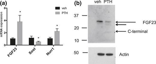 mRNA and protein levels in bone from mice WT after PTH or vehicle injection. (a) mRNA expression in femurs from WT adult mice treated with PTH or vehicle. n = 3–4. Sost = sclerostin. (b) Western blot probed with biotin-conjugated anti-FGF23 antibody (Immutopics), upper panel, or actin, lower panel, in bone lysates from mice injected with vehicle or PTH. *P < 0.05.