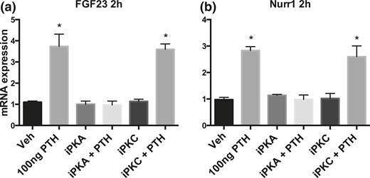 mRNA expression in cultured calvaria osteocytes. (a) and (b) show FGF23 and Nurr1 mRNA expression in calvarial osteocytes treated with PTH, vehicle, PKA inhibitor (15 nM PKA inhibitor P6062), PKC inhibitor (5 µM PKC inhibitor SCP0214), or both. Expression normalized to housekeeping gene ornithine decarboxylase antizyme 1 (see Materials and Methods). Data shown are mean of triplicate. *P < 0.05.