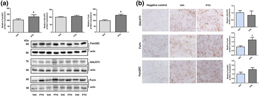 Protein levels in calvarial osteocyte-like cells. (a) Shows Western blot analysis of Fam20C, GALNT3, and furin protein levels in calvarial osteocyte-like cells 2 hours after PTH or vehicle treatment. The top part shows expression levels normalized to actin using Image J, and the lower part shows the Western blot data. (b) Shows immunohistochemical staining of differentiated calvarial osteocyte-like cells after 21 days in culture treated with PTH or vehicle. The staining is normalized to vehicle. GALNT3, Furin, or Fam20c protein levels are shown. Magnification is 40-fold. *P < 0.05.