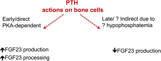 Proposed model of PTH action on FGF23 production at early and late time points.
