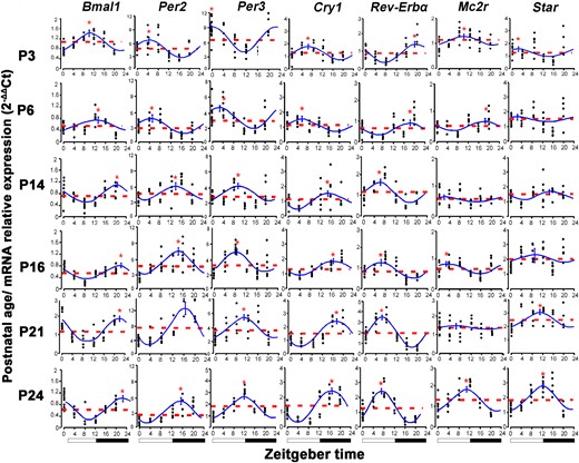 Circadian profiles of adrenal clock and steroidogenesis-related genes expression (2−ΔΔCt) at ZT0, 4, 8, 12, 16, and 20 in rats during postnatal ontogenesis at P3, P6, P14, P16, P21 and P24. Dotted line: mesor; solid line: cosine curve. *Differences between peak and mesor gene expression. Black bars represent dark phase.