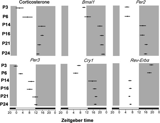 Acrophase changes (hours) in adrenal clock genes expression (Bmal1, Per2, Per3, Cry1, and Rev-Erbα) and plasma corticosterone concentrations at ZT0, 4, 8, 12, 16, and 20 in rats at P3, P6, P14, P16, P21, and P24. Circles indicate acrophase ± 95% confidence interval. Black bars represent the dark phase.