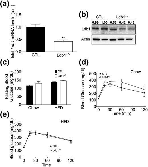 Regulation of glucose metabolism and insulin action in Ldb1+/− and control (CTL) littermates. (a, b) Islet LDB1 mRNA and protein levels following 14-week HF feeding. mRNA levels were normalized to Gapdh. Western blotting of nuclear extracts isolated from total pancreas. LDB1 band densitometry is included above each lane, relative to Actin loading control. (c) Fasting blood glucose on chow and following 10 weeks of HFD. Blood glucose excursion following an IP bolus of glucose (1.5 g/kg) on (d) chow diet and (e) after 8 weeks of HFD. Data represented as mean ± SEM. **P < 0.01; n = 10 to 14 mice/group.