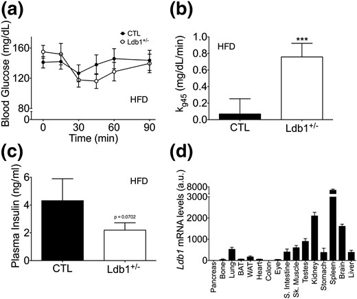 Ldb1+/− mice have enhanced insulin action during HF feeding compared with control (CTL) littermates. (a) Blood glucose excursion following an IP bolus of insulin (0.75 U/kg) after 8 weeks of HFD. (b) kg between time point 0 (time of injection) and time point 45 minutes (nadir of blood glucose curve) during the insulin tolerance test. (c) Ad libitum plasma insulin levels after 10 weeks on HFD. Data represented as mean ± SEM. ***P < 0.001; n = 10 to 14 mice/group. (d) Relative Ldb1 expression across various tissues in 8-week-old wild-type C57BL/6 male mice (n = 3). mRNA levels were normalized to Gapdh, and the lowest expressing tissue (colon) was set to onefold. a.u., arbitrary units.