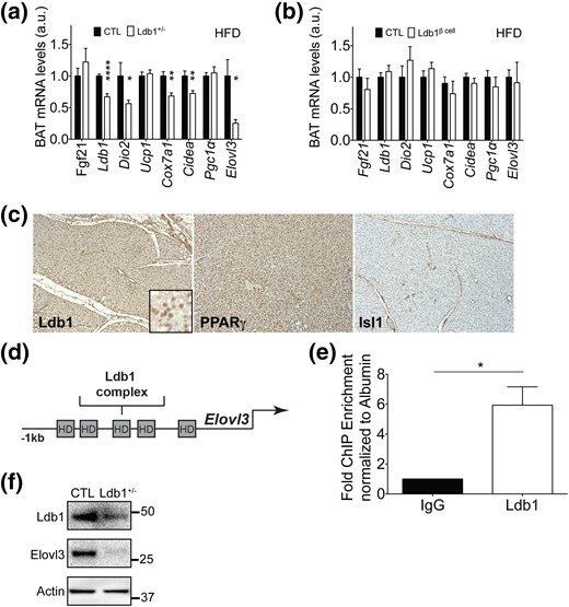 BAT-expressed LDB1 regulates key thermogenic factors. BAT expression analysis of gluco- and lipo-regulatory genes and thermogenic genes in (a) Ldb1+/− (n = 10 to 14 mice/group) and (b) Ldb1Δβ-cell (n= 6 to 13 mice/group) compared with their respective control (CTL) littermates after HF feeding. BAT mRNA levels were normalized to Hprt or 36B4. (c) Immunohistochemical staining images for LDB1, PPARγ, and ISL1 in BAT from chow-fed CTL C57BL/6 mice. (d) Schematic of the mouse Elovl3 5′ sequence demonstrating several putative core homeodomain-binding elements that may associate with LDB1 complexes. (e) LDB1 ChIP using chromatin isolated from chow-fed CTL mouse BAT demonstrates LDB1 enrichment of Elovl3 5′ sequences containing a homeodomain binding element (site 3 in d; n = 4). (f) Representative Western-blot image of LDB1 and Elovl3 protein in BAT of chow-fed CTL and Ldb1+/− mice (n = 3 for each genotype). Actin is included as loading control. Protein markers (in kilodaltons) are shown. Data are represented as mean ± SEM. *P < 0.05; **P < 0.01; ****P < 0.0001. a.u., arbitrary units.