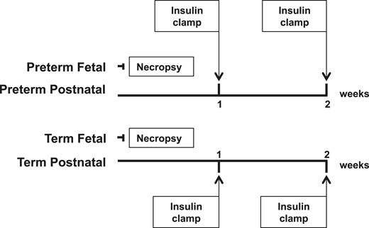 Schematic experimental timelines. Preterm and term postnatal animals received a hyperinsulinemic-euglycemic clamp at one and two weeks of age. Fetal animals completed necropsy immediately after birth.