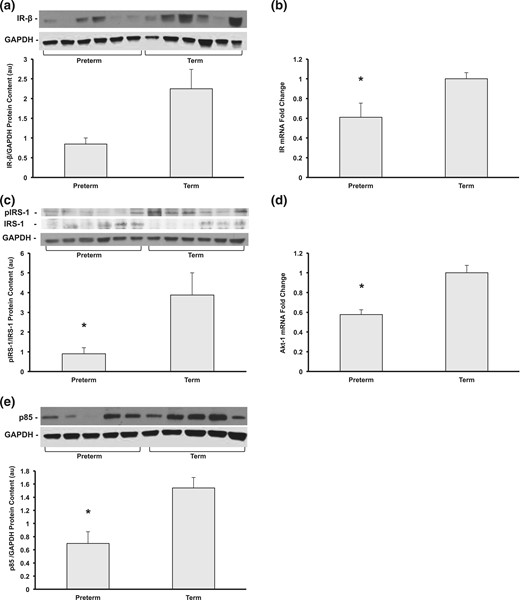 Preterm baboons are born at 67% completed gestation, compared with term controls at two to three weeks of age after insulin stimulation. (a) Hepatic IR-β protein content, (b) IR mRNA, (c) protein content of phosphorylated Tyr 612 of IRS-1 normalized to IRS-1, (d) Akt-1 gene expression, and (e) protein content of the p85 subunit of PI3K were measured by Western blot or quantitative reverse transcription-PCR (n = 5 to 6 per group, *P < 0.05). Representative blots from each group are shown. All data shown as mean ± standard error of the mean. au, arbitrary units.