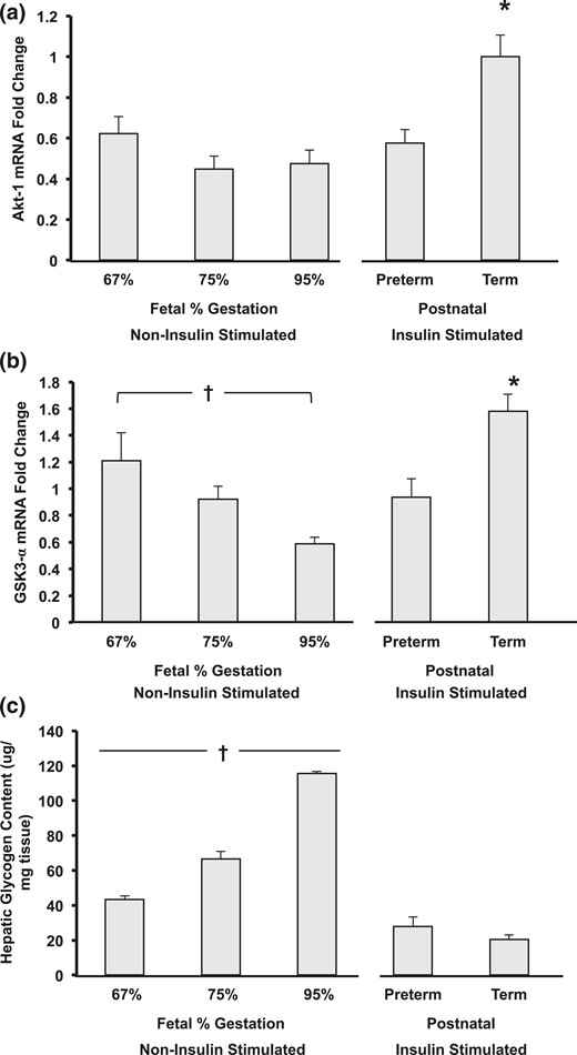 Developmental differences of (a) Akt-1, (b) GSK-3α, and (c) glycogen content in hepatic tissue from fetal and postnatal baboons. (a) * term vs all groups (P < 0.05). (b and c) Significant differences were observed in fetal development as indicated by a cross (†P < 0.05) and between postnatal animals (*P < 0.05; n = 5 to 6 per group). All data shown as mean ± standard error of the mean.
