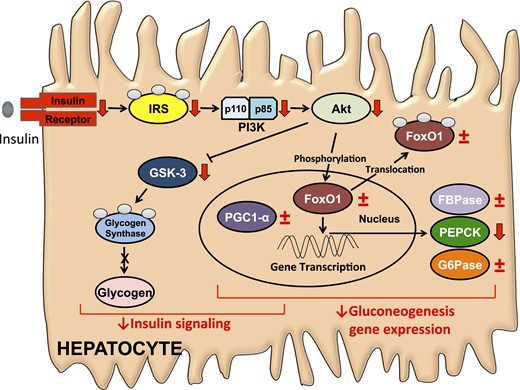 Preterm birth results in alterations in gluconeogenic gene expression and hepatic insulin signaling impairments.