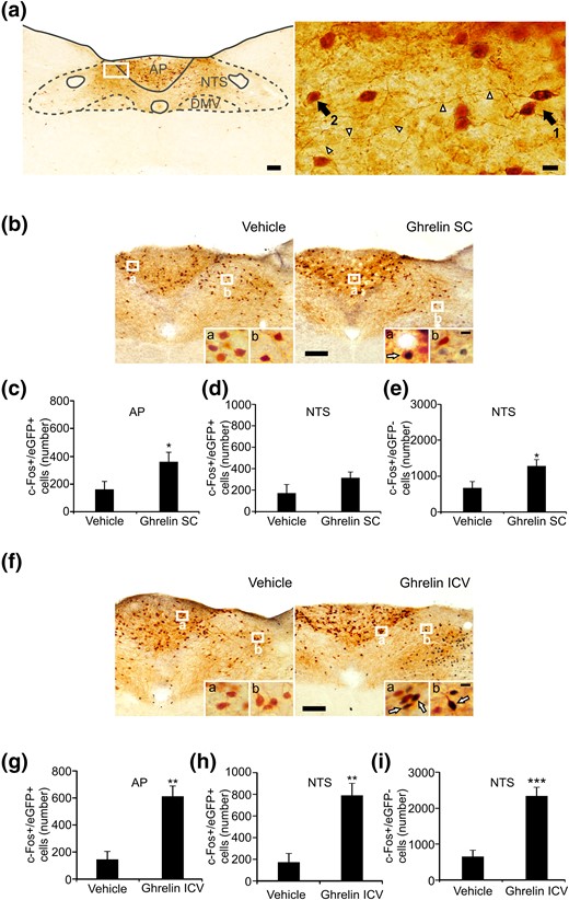 Peripherally administered ghrelin exclusively impacts GHSR-expressing cells of the AP of GHSR-eGFP mice. (a) Distribution pattern of eGFP+ cells within the DVC of GHSR-eGFP mice. Right photomicrograph shows a higher magnification of the area marked in the low-magnification photomicrograph (left). Arrow 1 points to the cell body of an eGFP cell located in the AP and arrowheads point to its axon. Arrow 2 points to the cell body of an eGFP cell located in the NTS. Scale bars, 100 μm (low magnification), 10 μm (high magnification). (b and f) Representative low-magnification images of the DVC of vehicle- and ghrelin-treated GHSR-eGFP mice subjected to double chromogenic immunostaining for c-Fos (circle-like black) and eGFP (gray) (n = 6 per group). Insets in each image show high magnification of the areas marked in low-magnification images. Arrows point to dual-labeled cells. Scale bars, 100 μm (low magnification), 10 μm (high magnification). (c, d, g, and h) Bar graphs displaying the number of eGFP+ cells positive for c-Fos in the AP and NTS in each experimental condition. (e and i) Bar graphs displaying the number c-Fos+ cells negative for eGFP in the NTS in each experimental condition. Data represent the mean ± SEM. *P < 0.05, **P < 0.01, ***P < 0.001 vs vehicle group. SC, subcutaneous.