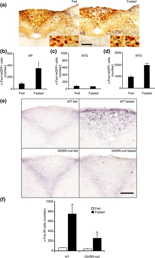 GHSR-expressing cells of the AP are activated by fasting, and fasting-induced activation of the AP requires GHSR signaling. (a) Representative low-magnification images of DVC of GHSR-eGFP mice ad libitum fed or 48-hour fasted subjected to double chromogenic immunostaining for c-Fos (circle-like black) and eGFP (gray) (n = 5 and 6, respectively). Insets in each image show high magnification of the areas marked in low-magnification images. Arrows point to dual-labeled cells. Scale bars, 100 μm (low magnification), 10 μm (high magnification). (b and c) Bar graphs displaying the number of eGFP+ cells positive for c-Fos in the AP and NTS in each experimental condition. (d) Bar graphs displaying the number c-Fos+ cells negative for eGFP in the NTS in each experimental condition. Data represent the mean ± SEM. *P < 0.05, ***P < 0.001 vs eGFP mice fed. (e) Representative low-magnification (×20) images of AP of wild-type and GHSR-null mice ad libitum fed or 48-hour fasted subjected to chromogenic immunostaining for c-Fos (circle-like black). Scale bar, 100 μm. (f) Bar graphs of quantitative analysis of the number of c-Fos-IR cells in the AP in each experimental condition. Data represent the mean ± SEM. aP < 0.001 vs wild-type fed; bP < 0.001 vs wild-type fasted.